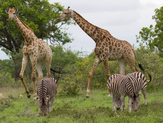 We often saw Giraffes and Zebra close by